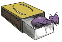 Ant in a box